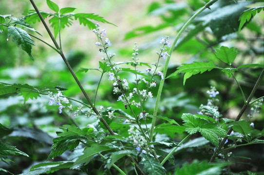 荆棵 紫花