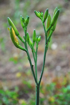 黄花菜