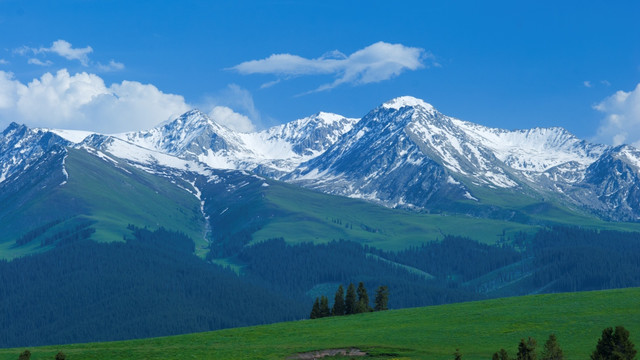 天山森林