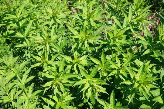 野生植物柳蘭