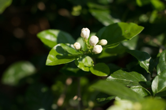 茉莉花