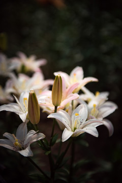 唯美白色百合花 高清花卉背景