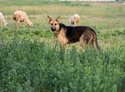 牧羊犬