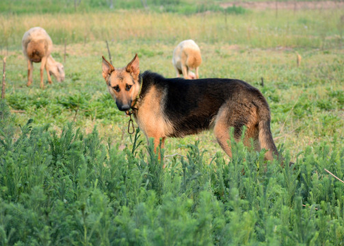 牧羊犬