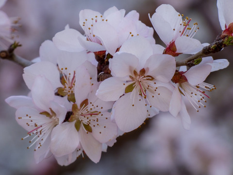 一枝桃花