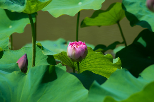 荷花