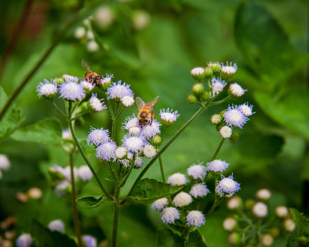 野花 蜜蜂