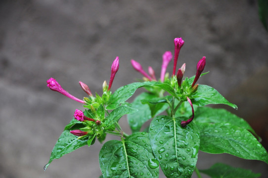 草茉莉 胭脂花 地雷花 粉豆花