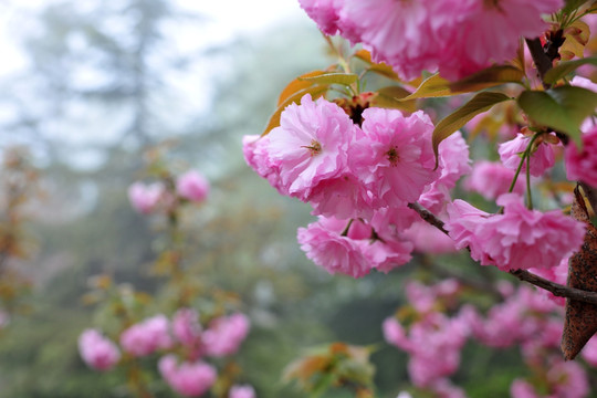 樱花高清素材   樱花园大图