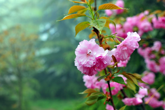 樱花园   樱花背景  樱花