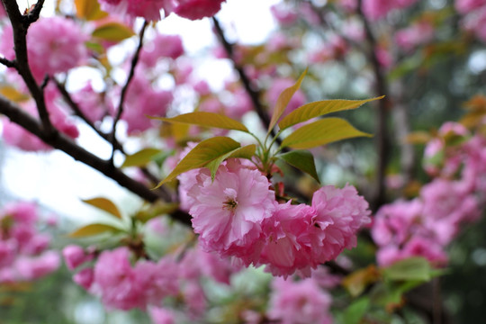 樱花园 樱花 樱花树