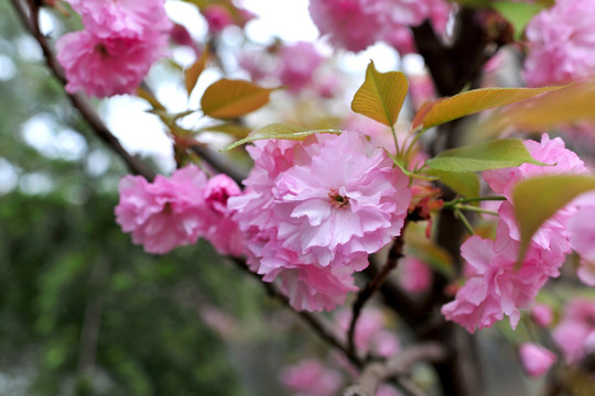 樱花素材下载  樱花大图