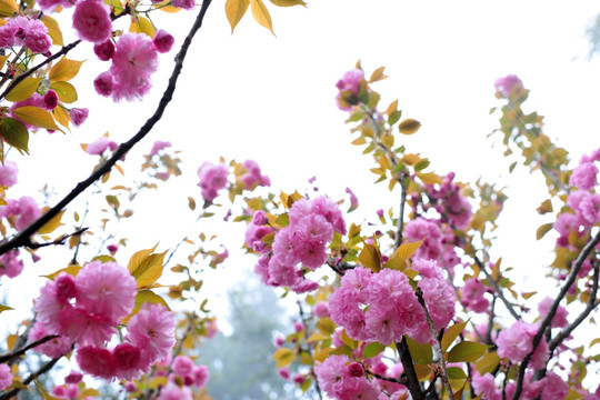 樱花 樱花园 赏樱花