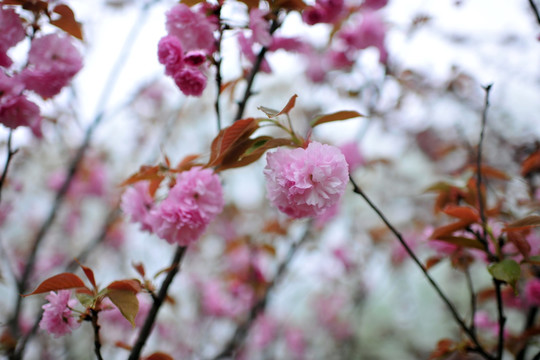 樱花树  樱花园