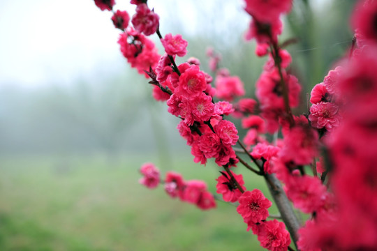 红色花卉 园林景观