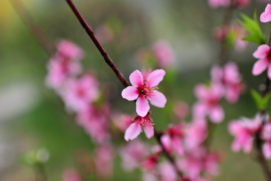 桃花 桃花盛开 桃花源