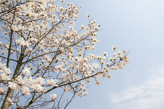 唯美 白玉兰花