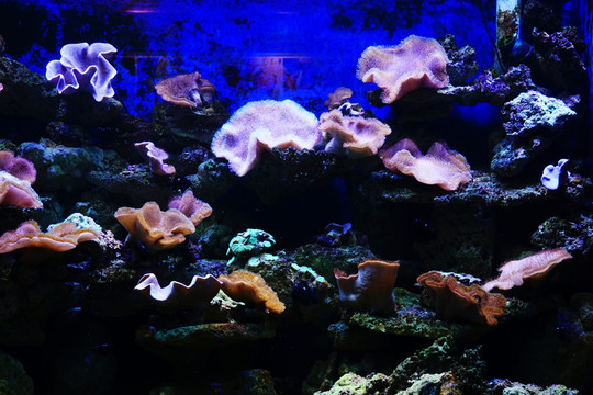 水族珊瑚礁