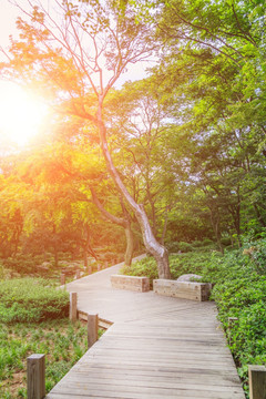 木栈道 绿树林