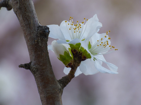 桃花盛开