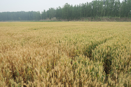 麦田 麦穗