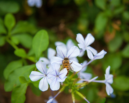 蓝雪花 蓝花丹 蓝茉莉