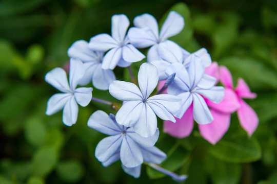 蓝雪花 蓝花丹 蓝茉莉