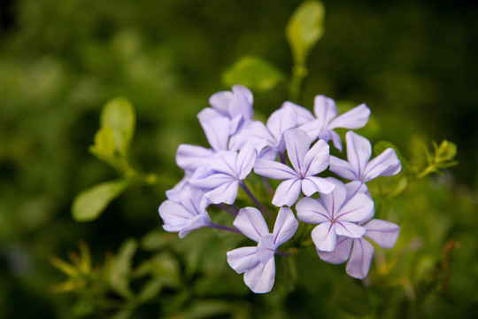 蓝雪花 蓝花丹 蓝茉莉