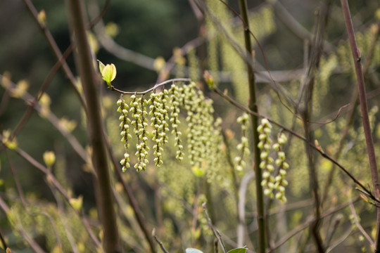 春天植物 嫩芽