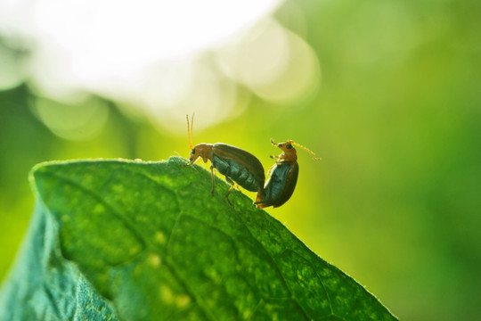 萤火虫