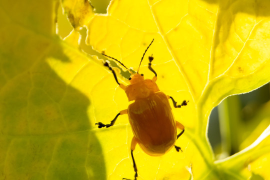 金色甲虫