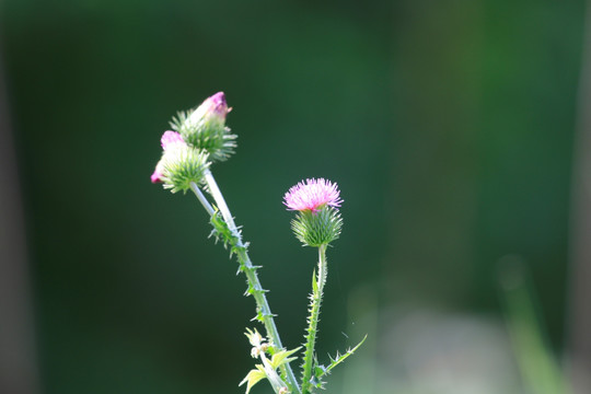 花卉素材