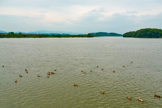 河流放散鸭群