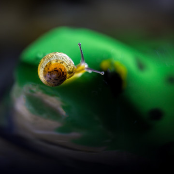 晶莹剔透的蜗牛