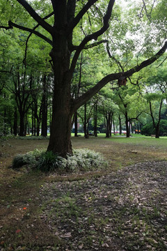 上海应用技术学院