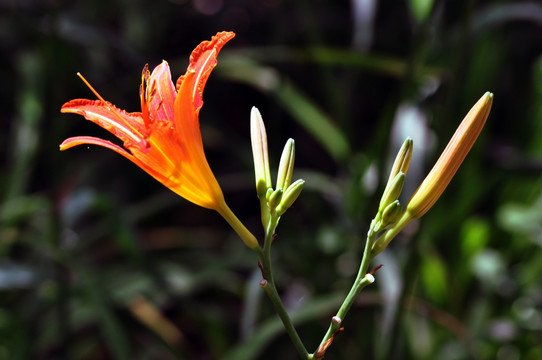 萱草花