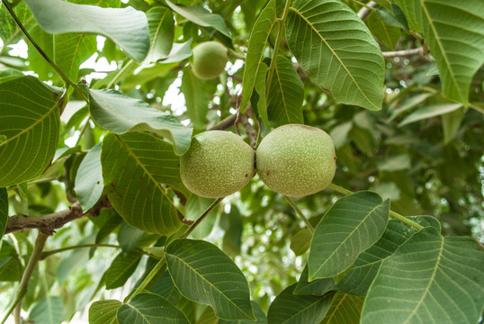 新疆核桃树