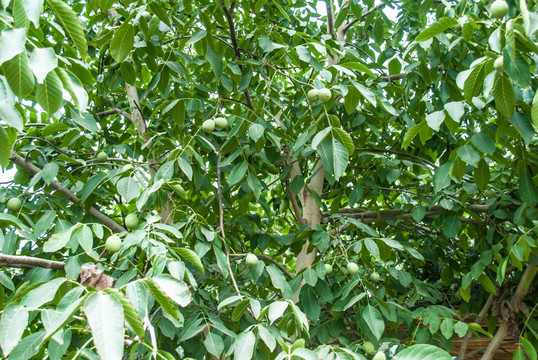 新疆核桃树