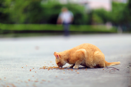 猫吃食