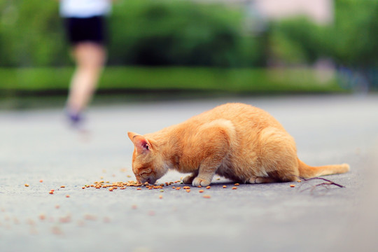 猫吃食