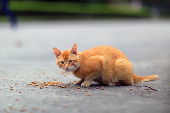 上海大学流浪猫