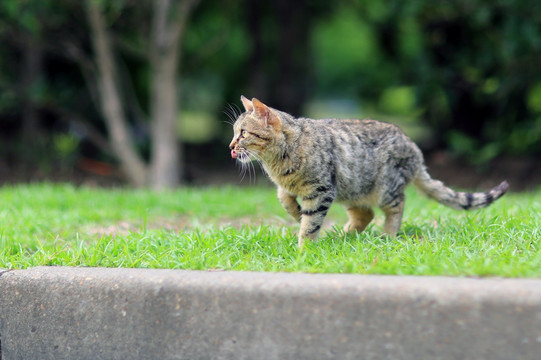 上海大学流浪猫