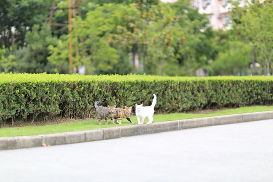 上海大学 流浪猫