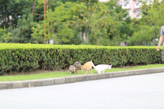 上海大学 流浪猫