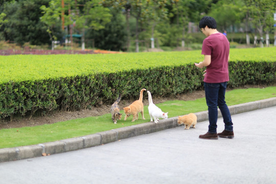 上海大学 流浪猫