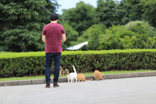 上海大学 流浪猫