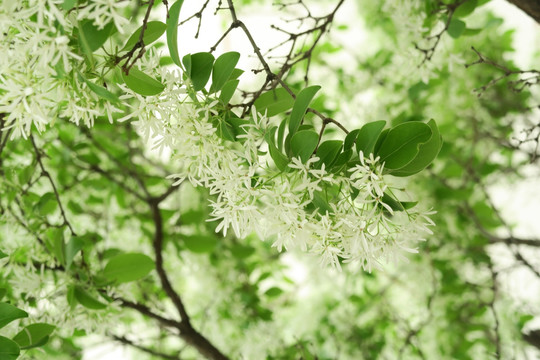 流苏树 流苏花