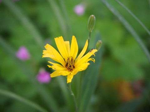 小雏菊