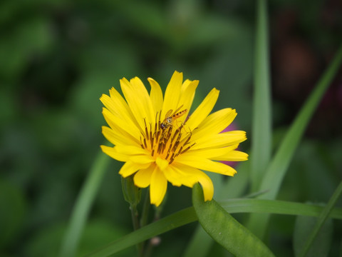 小雏菊