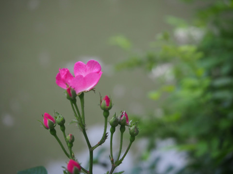 河边的蔷薇花